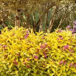 Golden Jackpot® Weigela Shrub 9 Golden Jackpot® Weigela Shrub -Nature Grove Shop Golden jackpot Weigela 3