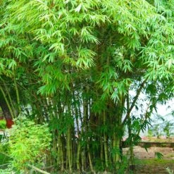Graceful Bamboo -Nature Grove Shop Graceful Bamboo 1