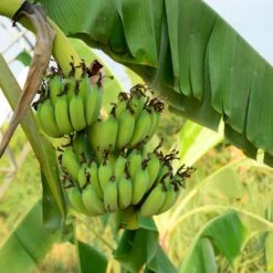 Grand Nain 'Naine' Banana Tree -Nature Grove Shop Grand Naine Nain Banana 3 FGT