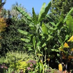 Grand Nain 'Naine' Banana Tree -Nature Grove Shop Grand Naine Nain Banana 7 FGT