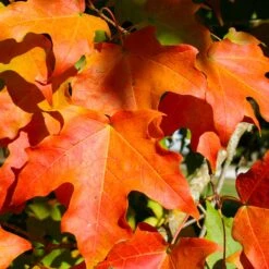 Green Mountain Sugar Maple Tree 10 Green Mountain Sugar Maple Tree -Nature Grove Shop Green Mountain Sugar Maple 2