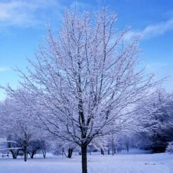 Green Mountain Sugar Maple Tree 13 Green Mountain Sugar Maple Tree -Nature Grove Shop Green Mountain Sugar Maple 5