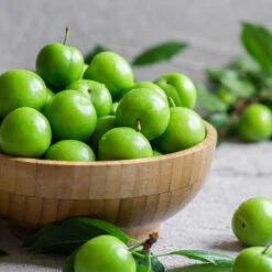 Green Gage Plum 11 Green Gage Plum -Nature Grove Shop Green Gage Plum 2