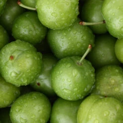 Green Gage Plum 9 Green Gage Plum -Nature Grove Shop Green Gage Plum 4