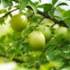Green Gage Plum -Nature Grove Shop Green Gage Plum 600x600 f3677a03 8f2c 4aed a91d 6b51be46e619