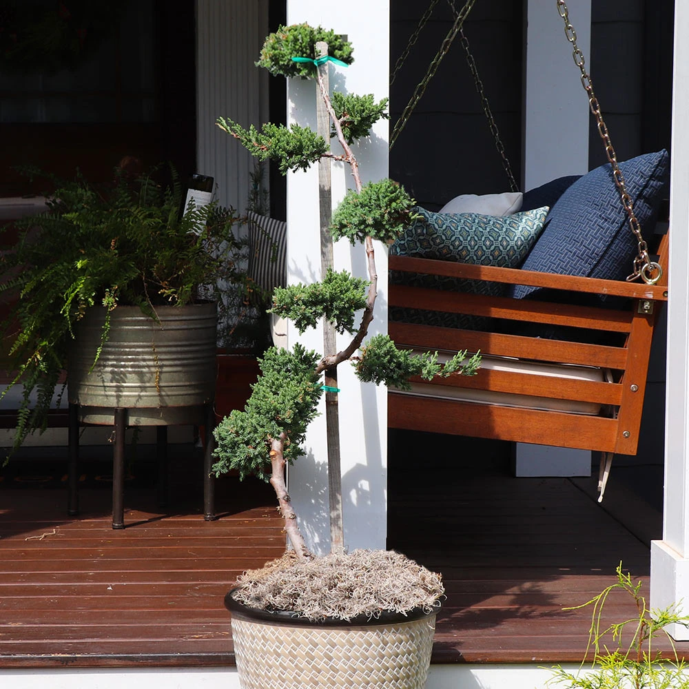 Green Mound Juniper Topiary 4 Green Mound Juniper Topiary - Image 2