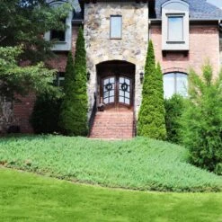 Green Mound Juniper -Nature Grove Shop Green Mound Juniper 4