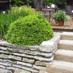 Green Velvet Boxwood Shrub 11 Green Velvet Boxwood Shrub -Nature Grove Shop Green Velvet Boxwood 4 FGT