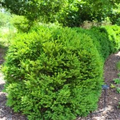 Green Velvet Boxwood Shrub 13 Green Velvet Boxwood Shrub -Nature Grove Shop Green Velvet Boxwood 7