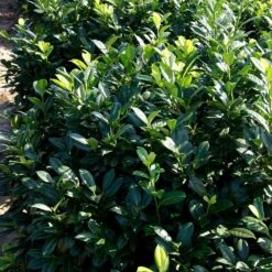 Greenfinity Cherry Laurel 8 Greenfinity Cherry Laurel -Nature Grove Shop Greenfinity Laurel 2