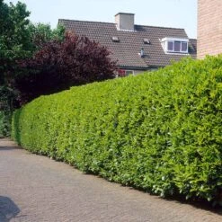 Greenfinity Cherry Laurel 9 Greenfinity Cherry Laurel -Nature Grove Shop Greenfinity Laurel 3 FGT