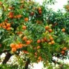 Hamlin Sweet Orange Tree -Nature Grove Shop Hamlin Orange FGT 600x600 6b2410e4 cdd2 4121 85d6 6a5985009e41
