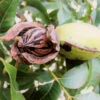 Hardy Pecan -Nature Grove Shop Hardy pecan FGT 600x600 e00b4782 e4b1 41dd a9a1 1a9a9e073bb8