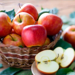 Fuji & Haralson Twisted Apple Tree -Nature Grove Shop Harelson