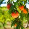 Harvester Peach Tree - USDA Organic -Nature Grove Shop Harvest Peach Tree FGT 600x600 61008ff3 adc5 4c69 b7f1 6dad7fb410c0