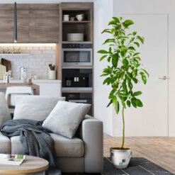 Smoothie Kit 15 Smoothie Kit -Nature Grove Shop Hass Avocado 1 FGT