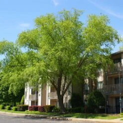 Heritage® River Birch 11 Heritage® River Birch -Nature Grove Shop Heritage River Birch 3 FGT