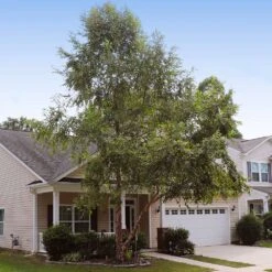 Heritage® River Birch 12 Heritage® River Birch -Nature Grove Shop Heritage River Birch 9 FGT