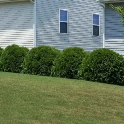 Hetz Midget Thuja Shrub -Nature Grove Shop Hetz Midget Thuja 6