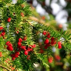 Hicks Yew Tree -Nature Grove Shop Hicks Yew7 FGT