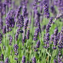 Hidcote Purple Lavender Plant -Nature Grove Shop Hidcote Lavender 7