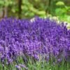 Hidcote Purple Lavender Plant -Nature Grove Shop Hidcote Lavender FGT 600x600 79b77455 a993 45c2 8750 169020b8fab3