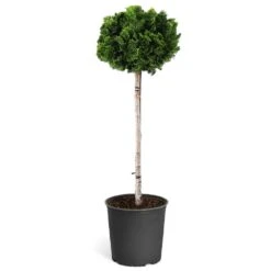 Dwarf Hinoki Cypress Tree 13 Dwarf Hinoki Cypress Tree -Nature Grove Shop Hinoki Cypress Standard 1