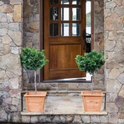 Dwarf Hinoki Cypress Tree 11 Dwarf Hinoki Cypress Tree -Nature Grove Shop Hinoki Cypress Standard 2 6bc85b90 3eec 439f 92d1 ae3e8dfe164a