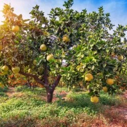 Hirado Pummelo Tree -Nature Grove Shop Hirado Pummelo 1