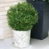 Gem Box® Holly Shrub -Nature Grove Shop Holly Gem Box FGT 600x600 c7245634 5435 4fd3 8af4 9df9d91e4414