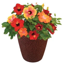 Bloom Bash® Hollywood® Hibiscus 10 Bloom Bash® Hollywood® Hibiscus -Nature Grove Shop Hollywood Hibiscu BLoom Bash 1