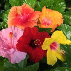 Bloom Bash® Hollywood® Hibiscus 12 Bloom Bash® Hollywood® Hibiscus -Nature Grove Shop Hollywood Hibiscu BLoom Bash 2