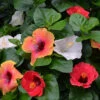 Bloom Bash® Hollywood® Hibiscus 2 Bloom Bash® Hollywood® Hibiscus -Nature Grove Shop Hollywood Hibiscu BLoom Bash 3