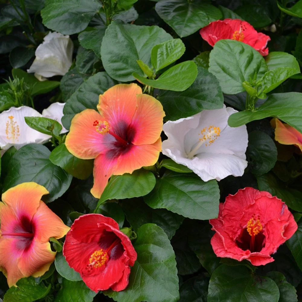 Bloom Bash® Hollywood® Hibiscus 3 Bloom Bash® Hollywood® Hibiscus