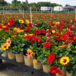 Bloom Bash® Hollywood® Hibiscus 11 Bloom Bash® Hollywood® Hibiscus -Nature Grove Shop Hollywood Hibiscu BLoom Bash 4