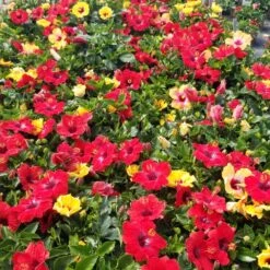 Bloom Bash® Hollywood® Hibiscus 13 Bloom Bash® Hollywood® Hibiscus -Nature Grove Shop Hollywood Hibiscu BLoom Bash 5