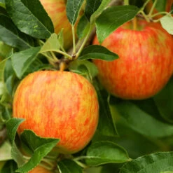 Honeycrisp™ & McIntosh Twisted Apple Tree -Nature Grove Shop Honeycrisp Apple 1 FGT 29d88901 4847 40f3 be78 29c8a4b6351a