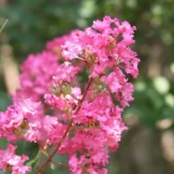 Hopi Crape Myrtle -Nature Grove Shop Hopi Crape Myrtle 1