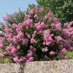 Hopi Crape Myrtle -Nature Grove Shop Hopi Crape Myrtle 5