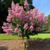 Hopi Crape Myrtle 2 Hopi Crape Myrtle -Nature Grove Shop Hopi Crape Myrtle FGT 600x600 f056a88a 0534 44fb 9b52 5b38e7e51bd1