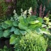 Guacamole Hosta -Nature Grove Shop Hosta Guacamole FGT 600x600 2d879106 4139 4678 b3a5 eb00d7f6192a