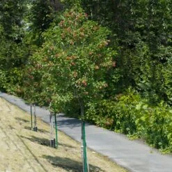 Hot Wings® Maple Tree -Nature Grove Shop Hot Wings Tartarian Maple 1