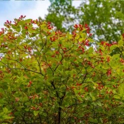 Hot Wings® Maple Tree -Nature Grove Shop Hot Wings Tartarian Maple 3