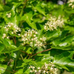 Hot Wings® Maple Tree -Nature Grove Shop Hot Wings Tartarian Maple 5