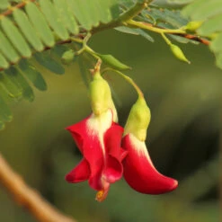 Red Hummingbird Tree (Sesbania Grandiflora) -Nature Grove Shop Hummingbird Tree 5 FGT