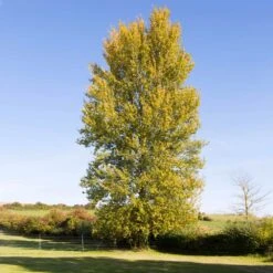 Superior Hybrid Poplar Tree -Nature Grove Shop Hybrid Poplar 3