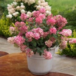 Fire Light® Hydrangea Shrub -Nature Grove Shop Hydrangea FIrelight 6