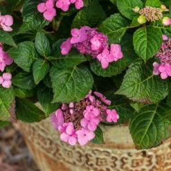 Endless Summer® Pop Star® Bigleaf Hydrangea 10 Endless Summer® Pop Star® Bigleaf Hydrangea -Nature Grove Shop Hydrangea Pop Star 1