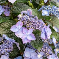 Endless Summer® Pop Star® Bigleaf Hydrangea 11 Endless Summer® Pop Star® Bigleaf Hydrangea -Nature Grove Shop Hydrangea Pop Star 2