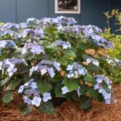 Endless Summer® Pop Star® Bigleaf Hydrangea 9 Endless Summer® Pop Star® Bigleaf Hydrangea -Nature Grove Shop Hydrangea Pop Star 4 FGT